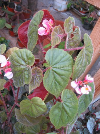 B. ‘Credneri’